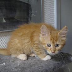 Maine Coon Maia *Sov sødt kejserinde