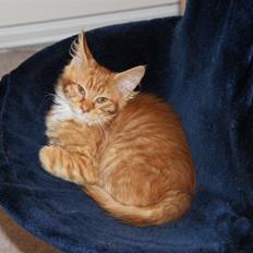 Maine Coon Maia *Sov sødt kejserinde
