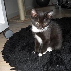 Blanding af racer Zimba