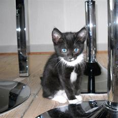 Blanding af racer Zimba