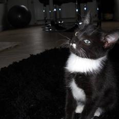 Blanding af racer Zimba