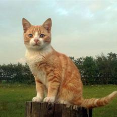 Huskat Fister Løgsovs