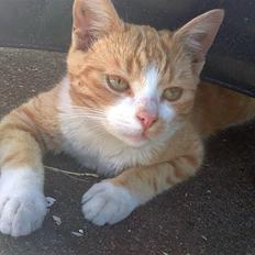 Huskat Fister Løgsovs