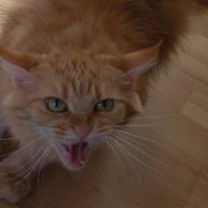 Maine Coon Prinsesse Luna