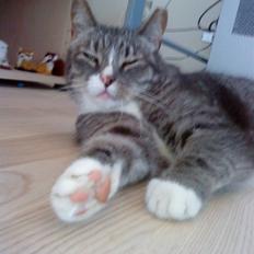 Huskat Malou verdens bedste kat