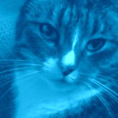 Huskat Malou verdens bedste kat