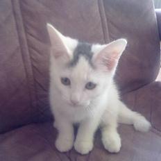 Blanding af racer plet