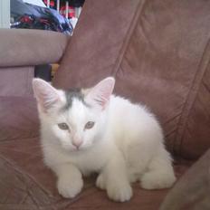 Blanding af racer plet