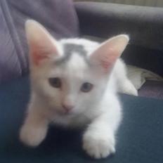 Blanding af racer plet