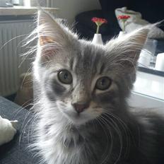 Norsk Skovkat "Cash"