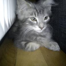 Norsk Skovkat "Cash"