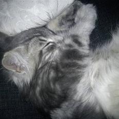 Norsk Skovkat "Cash"