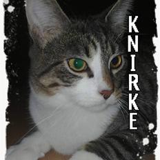Huskat Knirke
