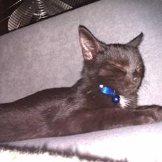 Huskat Bølle (bøl-sak)