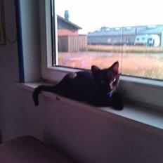 Huskat Bølle (bøl-sak)