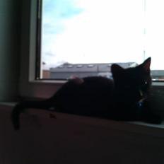 Huskat Bølle (bøl-sak)