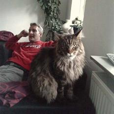 Maine Coon DK Maine Plays King Size