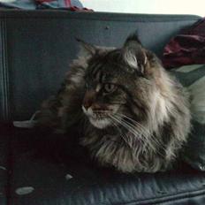 Maine Coon DK Maine Plays King Size