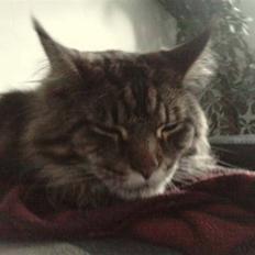 Maine Coon DK Maine Plays King Size