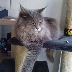 Maine Coon DK Maine Plays Jitterbug