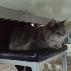 Maine Coon DK Maine Plays Jitterbug