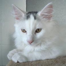 Norsk Skovkat Oscar Oliver