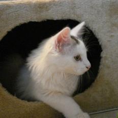 Norsk Skovkat Oscar Oliver