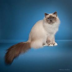 Hellig Birma NW SC Nuance´s Zaga DVM, DSM