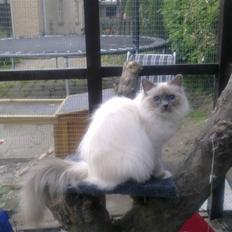 Hellig Birma NW SC Nuance´s Zaga DVM, DSM