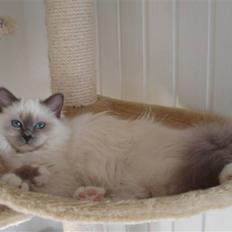 Hellig Birma NW SC Nuance´s Zaga DVM, DSM