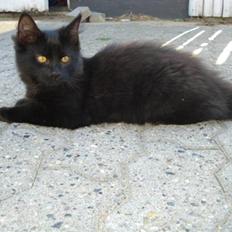 Blanding af racer Tyrkiskvan/skovkat Banjo 