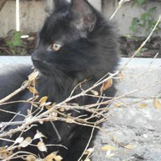 Blanding af racer Tyrkiskvan/skovkat Banjo 