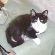 Blanding af racer Baby