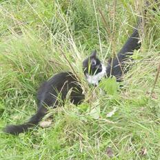 Blanding af racer Baby