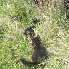 Blanding af racer Baby