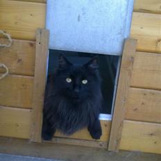 Norsk Skovkat Tarzan