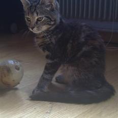 Blanding af racer Nala :)