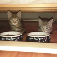 Blanding af racer Nala :)