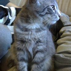 Blanding af racer Zazu :b