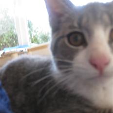 Blanding af racer Sia