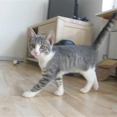 Blanding af racer Sia