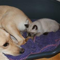 Blanding af racer Zimba