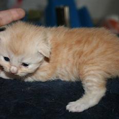 Maine Coon Creamy