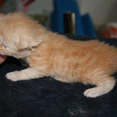 Maine Coon Creamy