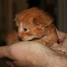 Maine Coon Tiger