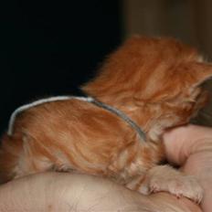 Maine Coon Tiger