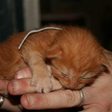 Maine Coon Tiger