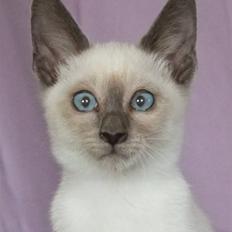 Blanding af racer sani