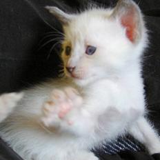 Blanding af racer sani