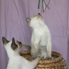 Blanding af racer sani